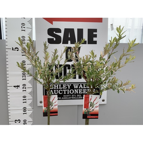 26 - TWO POTTED STANDARD SALIX INTEGRA FLAMINGO 180CM TALL + VAT