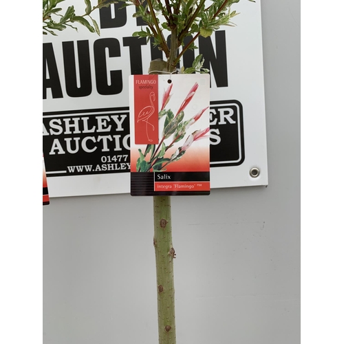 26 - TWO POTTED STANDARD SALIX INTEGRA FLAMINGO 180CM TALL + VAT