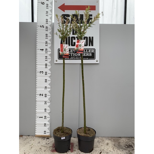 27 - TWO POTTED STANDARD SALIX INTEGRA FLAMINGO 180CM TALL + VAT