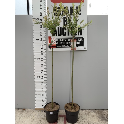 28 - TWO POTTED STANDARD SALIX INTEGRA FLAMINGO 180CM TALL + VAT