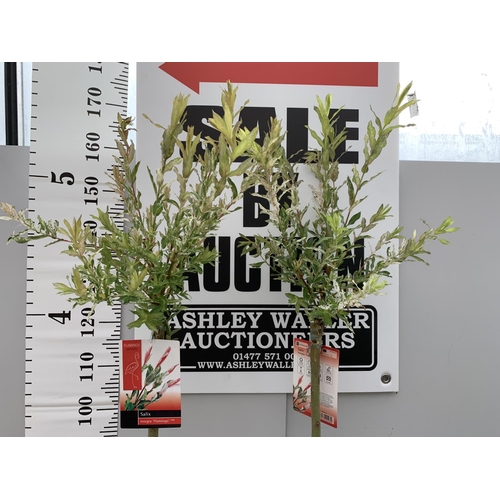 28 - TWO POTTED STANDARD SALIX INTEGRA FLAMINGO 180CM TALL + VAT