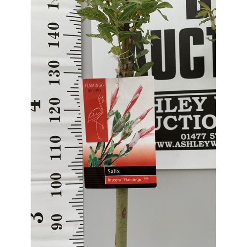 28 - TWO POTTED STANDARD SALIX INTEGRA FLAMINGO 180CM TALL + VAT