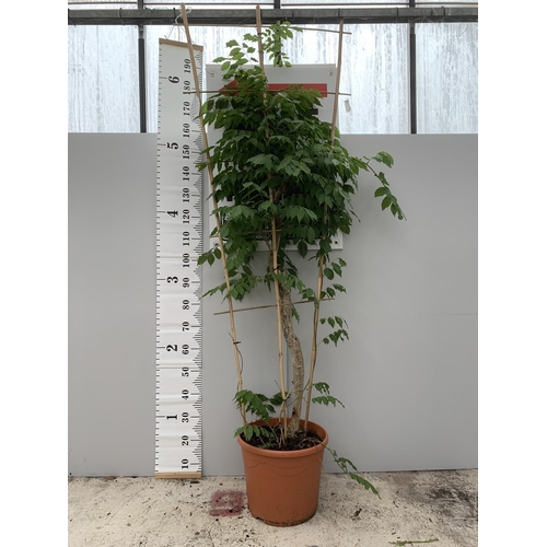 30 - A LARGE POTTED BLUE WISTERIA ON A FRAME (PATIO READY) APPROXIMATELY 230CM TALL + VAT