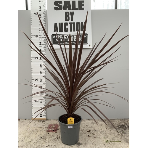 31 - A LARGE RED STAR CORDYLINE IN A 5 LTR POT APPROXIMATELY 150 CM TALL + VAT