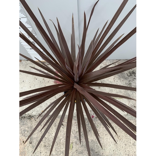 31 - A LARGE RED STAR CORDYLINE IN A 5 LTR POT APPROXIMATELY 150 CM TALL + VAT