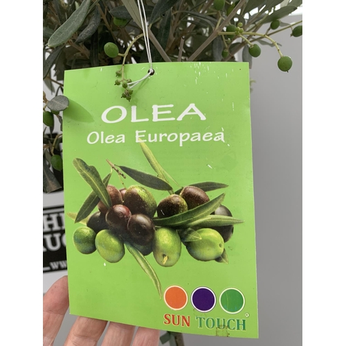 37 - TWO STANDARD OLEA (OLIVE TREES) 100CM TALL + VAT