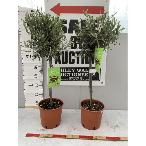 37 - TWO STANDARD OLEA (OLIVE TREES) 100CM TALL + VAT