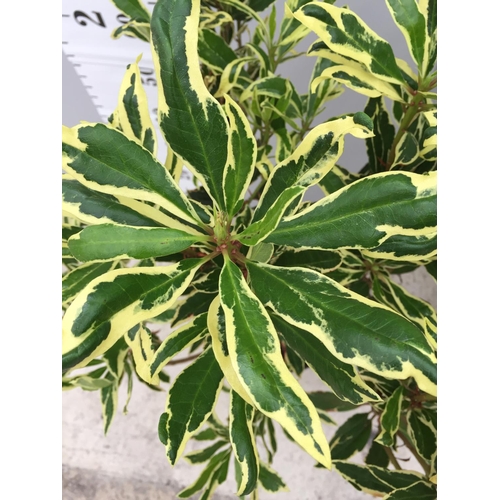 4 - TWO VARIGATED RHODODENDRON PONTICUM VARIEGATUM 100CM TALL NO VAT