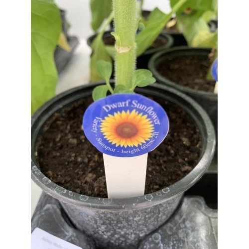 43 - SIXTEEN POTTED DWARF SUNFLOWER (JUST STARTING TO BUD) + VAT