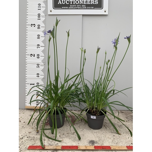 49 - TWO AGAPANTHUS PLANTS IN TWO LTR POTS 80CM - 100CM TALL WITH LOTS OF BUDS + VAT