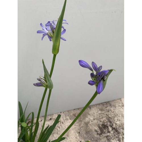 49 - TWO AGAPANTHUS PLANTS IN TWO LTR POTS 80CM - 100CM TALL WITH LOTS OF BUDS + VAT