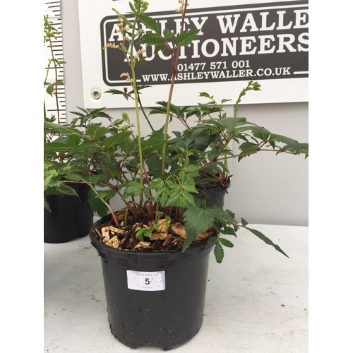 5 - TWO ASTILBE ARENDSII 50 CM HIGH + VAT