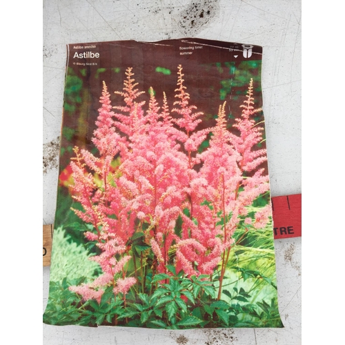 5 - TWO ASTILBE ARENDSII 50 CM HIGH + VAT