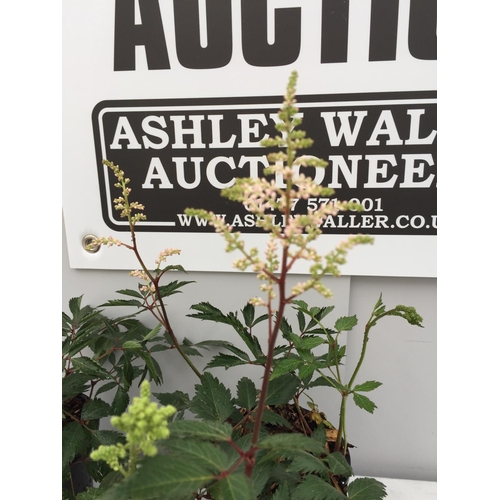 5 - TWO ASTILBE ARENDSII 50 CM HIGH + VAT