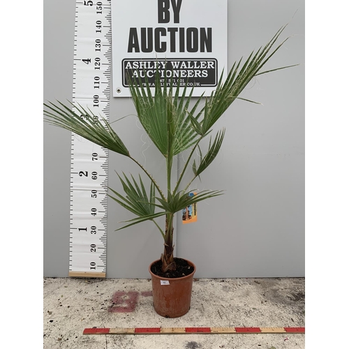 51 - A LARGE WASHINGTONIA ROBUSTA PALM PLANT IN A 4 LTR POT APPROXIMATELY 150CM TALL + VAT