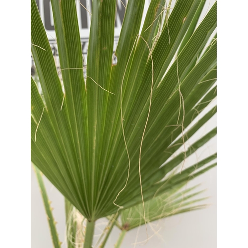 51 - A LARGE WASHINGTONIA ROBUSTA PALM PLANT IN A 4 LTR POT APPROXIMATELY 150CM TALL + VAT