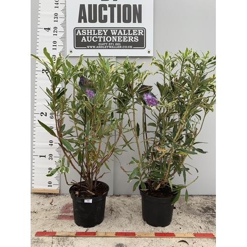 53 - TWO VARIGATED RHODODENDRON PONTICUM VARIEGATUM 100CM TALL NO VAT