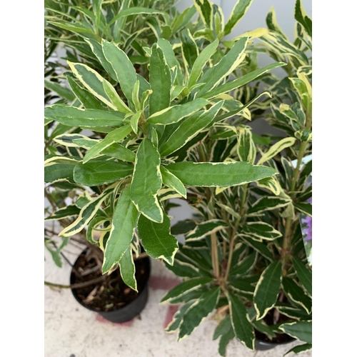 53 - TWO VARIGATED RHODODENDRON PONTICUM VARIEGATUM 100CM TALL NO VAT