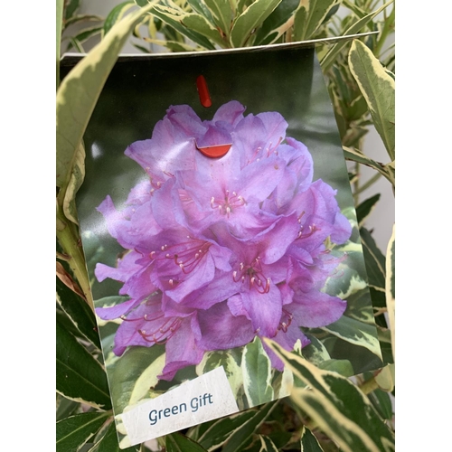 53 - TWO VARIGATED RHODODENDRON PONTICUM VARIEGATUM 100CM TALL NO VAT