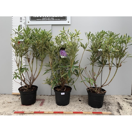 54 - THREE VARIGATED RHODODENDRON PONTICUM VARIEGATUM 100CM TALL NO VAT