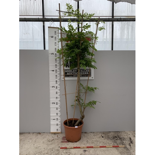 56 - A LARGE POTTED BLUE WISTERIA ON A FRAME (PATIO READY) APPROXIMATELY 230CM TALL + VAT