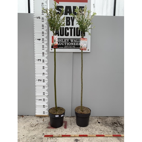 57 - TWO POTTED STANDARD SALIX INTEGRA FLAMINGO 180CM TALL + VAT