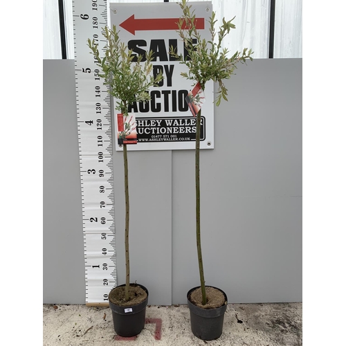 58 - TWO POTTED STANDARD SALIX INTEGRA FLAMINGO 180CM TALL + VAT