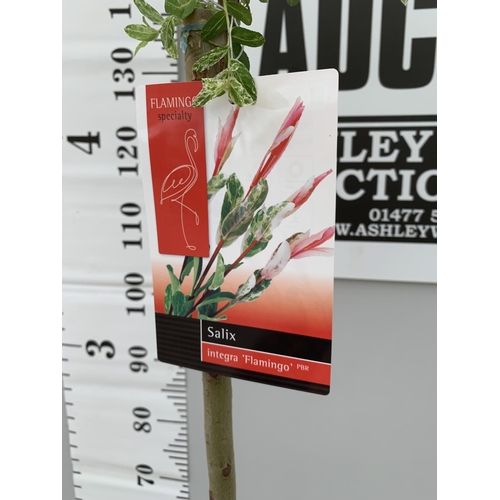 58 - TWO POTTED STANDARD SALIX INTEGRA FLAMINGO 180CM TALL + VAT