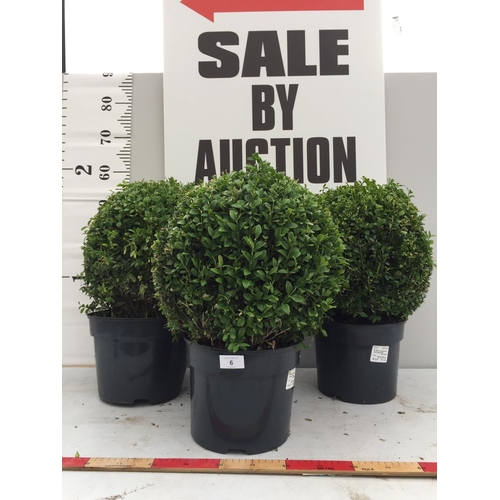 6 - THREE BUXUS SEMPERVIRENS (BOX) BALLS 60CM TALL + VAT