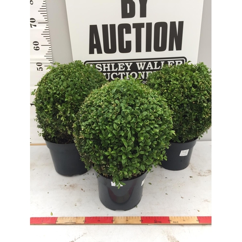 6 - THREE BUXUS SEMPERVIRENS (BOX) BALLS 60CM TALL + VAT