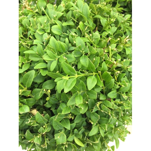 6 - THREE BUXUS SEMPERVIRENS (BOX) BALLS 60CM TALL + VAT