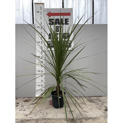 1 - A LARGE CORDYLINE TORBAY DAZZLER IN A 10 LTR POT 200CM TALL + VAT