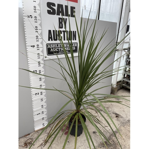 1 - A LARGE CORDYLINE TORBAY DAZZLER IN A 10 LTR POT 200CM TALL + VAT