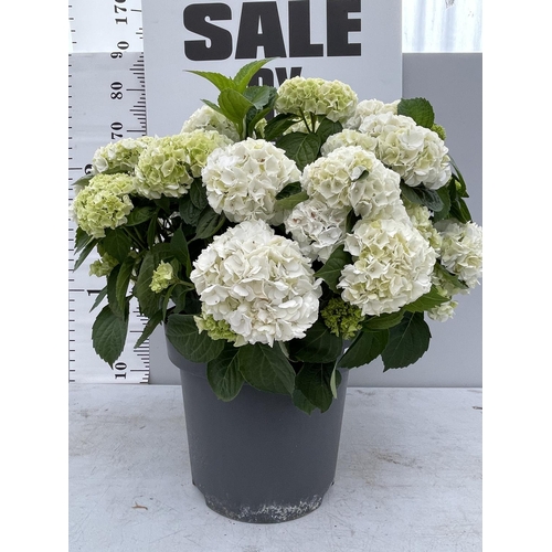 10 - A LARGE HYDRANGEA MACROPHYLLA WIT WITH WHITE FLOWERS IN A 15 LTR POT 90CM TALL + VAT