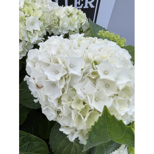 10 - A LARGE HYDRANGEA MACROPHYLLA WIT WITH WHITE FLOWERS IN A 15 LTR POT 90CM TALL + VAT