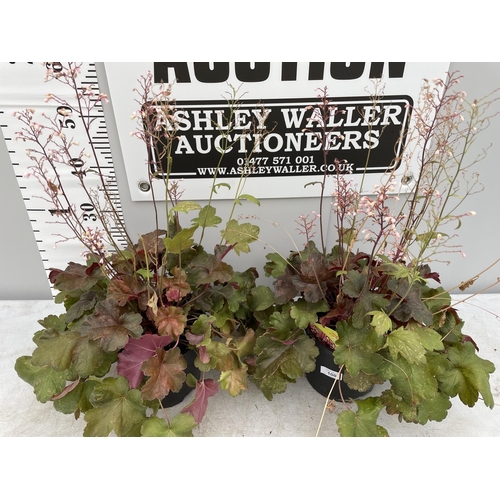 100 - TWO HEUCHERA FOX SERIES IN 3 LTR POTS 70CM TALL + VAT