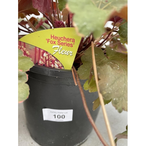 100 - TWO HEUCHERA FOX SERIES IN 3 LTR POTS 70CM TALL + VAT