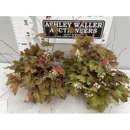 101 - TWO HEUCHERA SWEET TEA IN 3 LTR POTS 80CM TALL + VAT