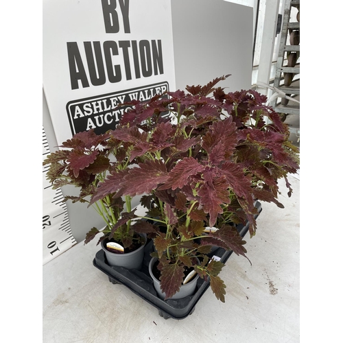 109 - EIGHT COLEUS COPA SANGRIA  + VAT