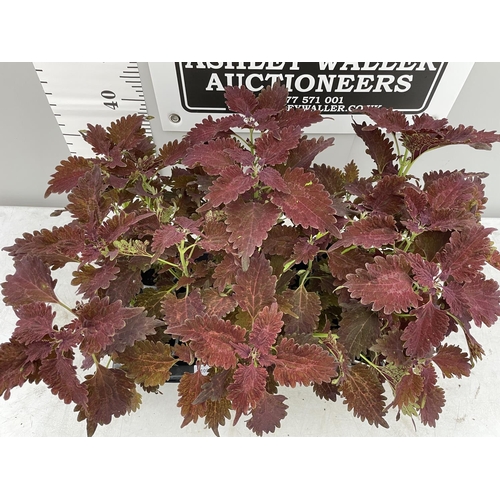 109 - EIGHT COLEUS COPA SANGRIA  + VAT