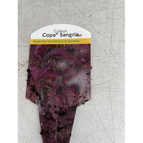 109 - EIGHT COLEUS COPA SANGRIA  + VAT