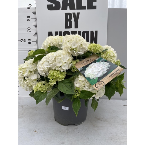 11 - A LARGE HYDRANGEA MACROPHYLLA WIT WITH WHITE FLOWERS IN A 15 LTR POT 90CM TALL + VAT