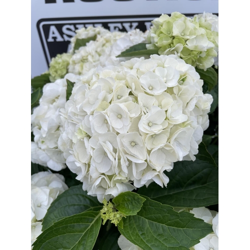 11 - A LARGE HYDRANGEA MACROPHYLLA WIT WITH WHITE FLOWERS IN A 15 LTR POT 90CM TALL + VAT