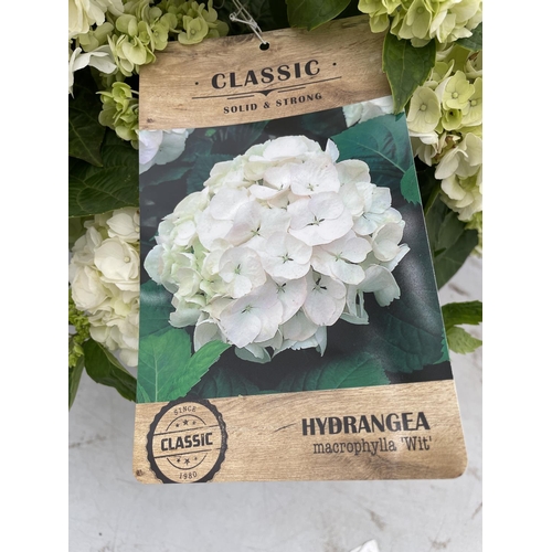 11 - A LARGE HYDRANGEA MACROPHYLLA WIT WITH WHITE FLOWERS IN A 15 LTR POT 90CM TALL + VAT