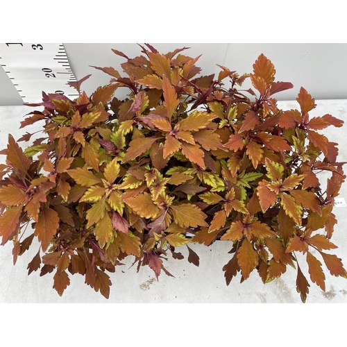 110 - EIGHT COLEUS + VAT