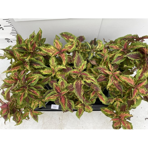 111 - EIGHT COLEUS COPA COMBAT + VAT