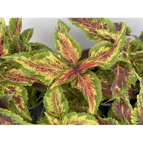 111 - EIGHT COLEUS COPA COMBAT + VAT