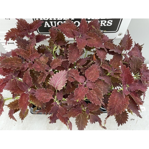 112 - EIGHT COLEUS COPA SANGRIA + VAT