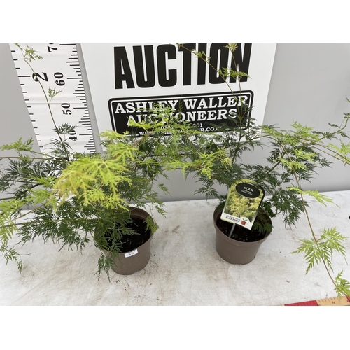 114 - TWO ACER PALMATUM EMERALD LACE IN 3 LTR POTS 80CM TALL + VAT