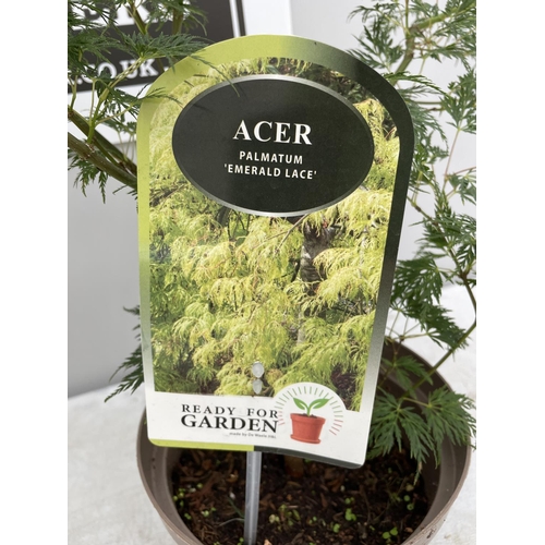 114 - TWO ACER PALMATUM EMERALD LACE IN 3 LTR POTS 80CM TALL + VAT